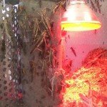 Rigadoc-bugsAsReplacementForRedMeat492-930