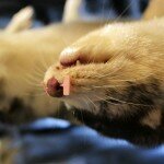 minkhoveder-Th mink farming